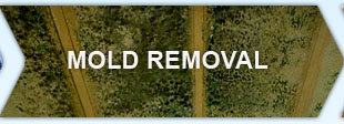 Mold_Removal